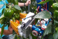 Harvesting Robot Picks Peppers
