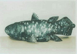 Picture of Coelacanth 