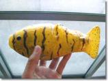 Fish Project - Picture: /uploads/images/robots/robotpictures-all/fish-project-001.JPG