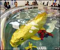 Picture of Gold Koi 