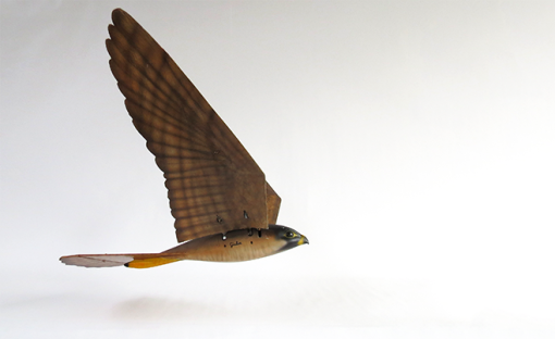 Robird From Clear Flight