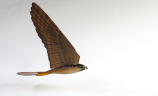 Robird Falcon Inflight - Picture: /uploads/images/robots/robird/robird-right.png