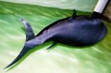 RoboTuna II - Picture: /uploads/images/robots/robotpictures-all/robotuna-ii-001.jpg