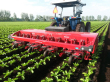 Steketee IC Automatic Weeder