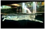SWUMANOID - Picture: /uploads/images/robots/robotpictures-all/swumanoid-001.jpg