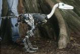 Troody (Dinosaur) - Picture: /uploads/images/robots/robotpictures-all/troody-001.JPG