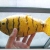 Fish Project 