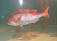 Sea Bream